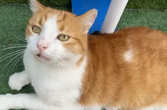 Animaux perdus Montpellier, photo: Chat européen roux et blanc perdu à Montpellier