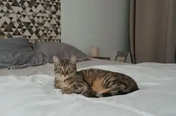 Animaux perdus Angoulême, photo: Chatte perdue, tâche orange, Angoulême