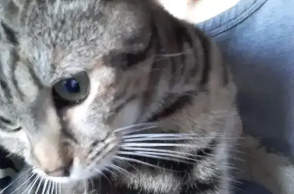 Animaux perdus , photo: Chatte tigrée 7 mois perdue à Glageon