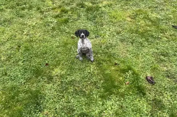 Chienne croisée disparue à Trélazé - photo