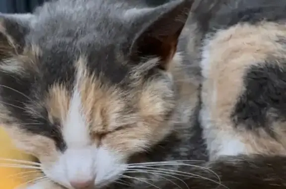 Chatte tricolore trouvée à Soyaux, non identifiée - photo