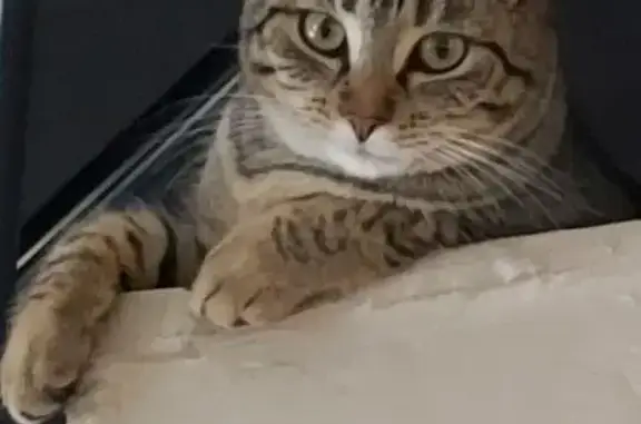 Chat perdu, , photo: Chatte tigrée 1 an perdue à Amigny-Rouy