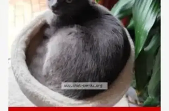 Chat gris perdu, mâle castré, Flers-en-Escrebieux - photo