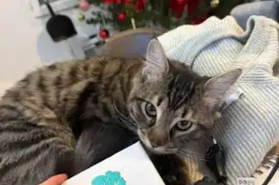 Animaux perdus , photo: Chat perdu : Rocky, sociable et craintif