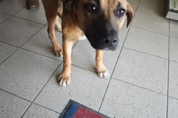 Chien trouvé Savasse, photo: Chienne retrouvée à Savasse, vétérinaire.
