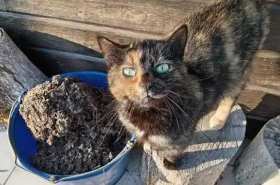 Animaux trouvés Montaigu-de-Quercy, photo: Chat trouvé à Montaigu-de-Quercy