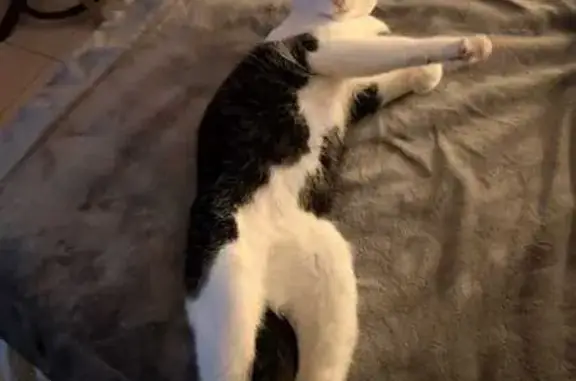 Chat mâle noir et blanc perdu à Créancey - photo