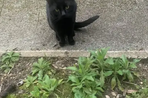 Chat noir trouvé à Bois-Colombes - photo