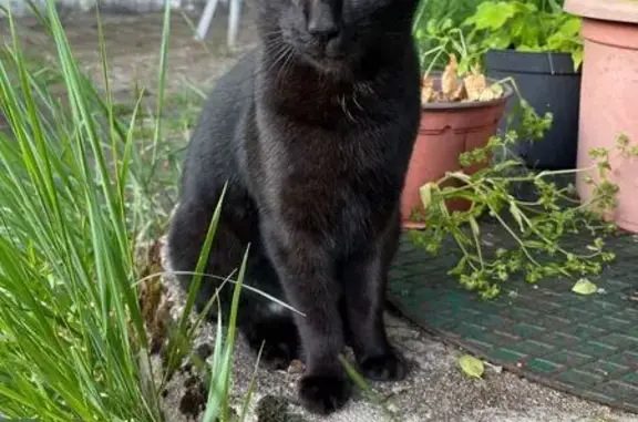 Chat perdu, Tours, photo: Chatte noire disparue à Tours