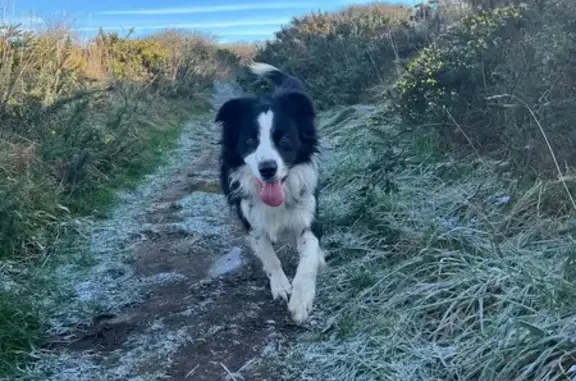 Animaux perdus , photo: Border collie perdu à Saint-Jacques-de-Néhou
