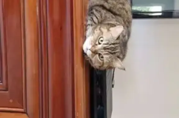 Animaux perdus Bouvesse-Quirieu, photo: Chat perdu après déménagement à Bouvesse