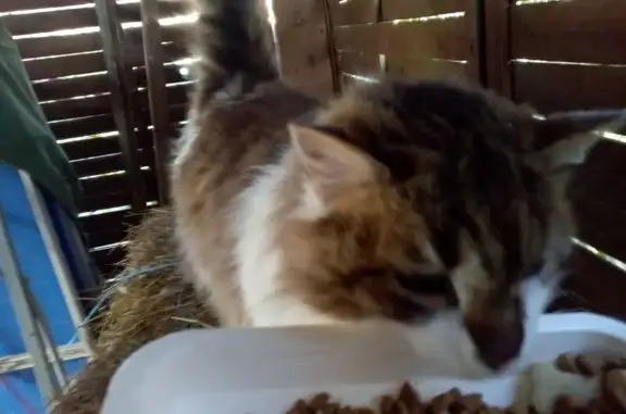 Chat trouvé , photo: Chat tricolore trouvé, affectueux, Dunière