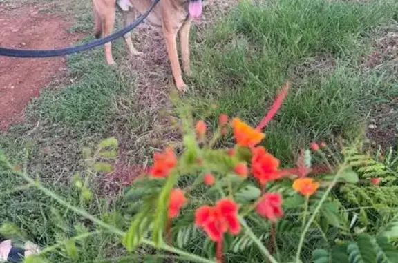 Chien Malinois castré trouvé au port - photo
