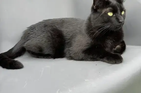Chat perdu, Laneuveville-devant-Nancy, photo: Grand chat noir disparu à Laneuveville