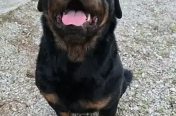 Chien trouvé , photo: Chien trouvé non tatoué à Saint-Quirc