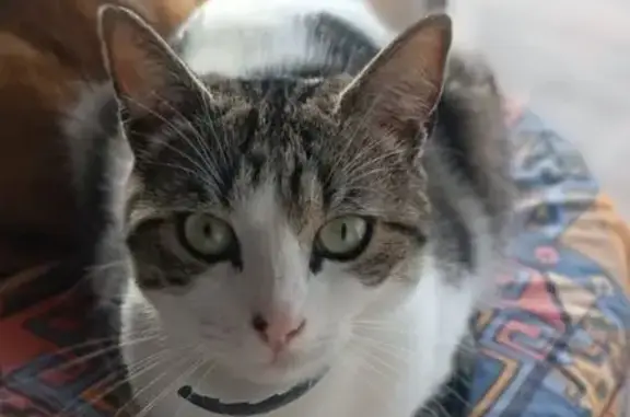 Animaux perdus , photo: Jeune chat tigré disparu à Catonvielle