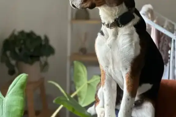 Beagle mâle perdu à Pernes-les-Fontaines - photo