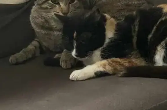 Animaux perdus Sévérac, photo: Chat tigré 