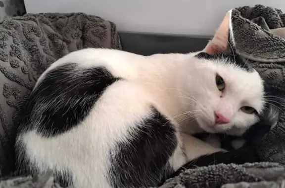 Chat trouvé à Montreuil : Cherche foyer urgent - photo