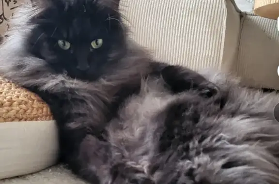 Chat perdu, croisé européen, Courdimanche - photo