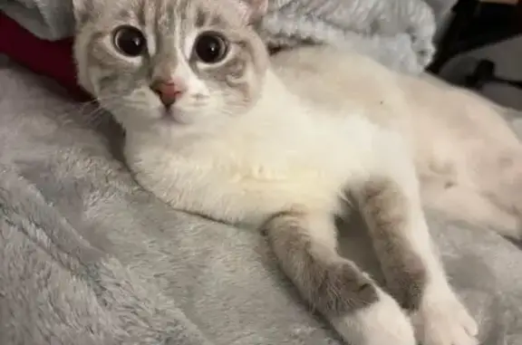 Chaton blanc perdu à La Garde (4 mois) - photo