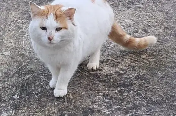 Chat craintif trouvé à Ingré, rue du Val - photo