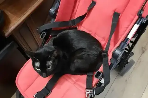 Animaux perdus Toulouse, photo: Chatte noire perdue, tache blanche, Toulouse