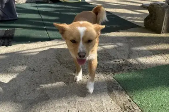 Chien roux trouvé à Noisy-le-Grand - photo