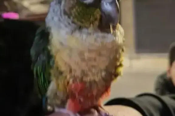 Oiseau Colure de Molina secouru à Noisiel - photo