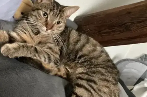 Animaux perdus Haguenau, photo: Chatte tigrée disparue à Haguenau