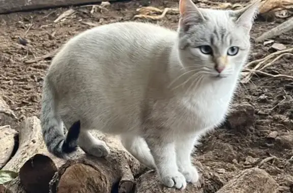 Chatte blanche perdue près du vétérinaire - photo