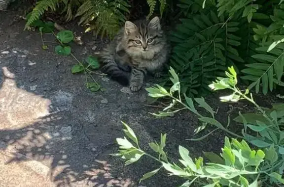 Animaux perdus Saint-Brevin-les-Pins, photo: Chatte Vénus perdue à Saint-Brevin