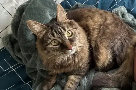 Animaux perdus Toulon, photo: Chat tigré perdu à Toulon
