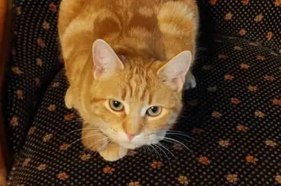 Chat roux mâle perdu à Brens - photo