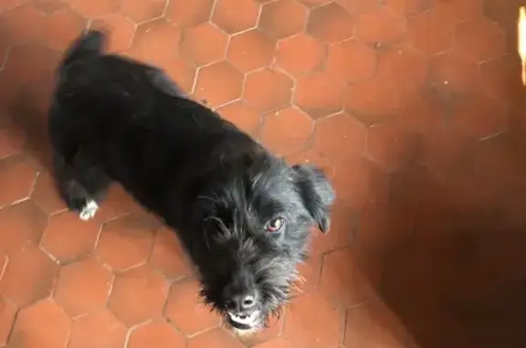 Chien trouvé à Annay, Les Vallots (59) - photo