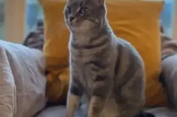 Animaux perdus Tours, photo: Chatte grise perdue aux Prébendes