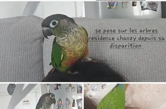 Animaux perdus Calais, photo: Conure rouge et verte perdue à Calais