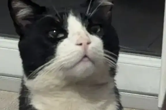 Animaux perdus Saint-Étienne-du-Rouvray, photo: Chat noir et blanc 4 ans disparu