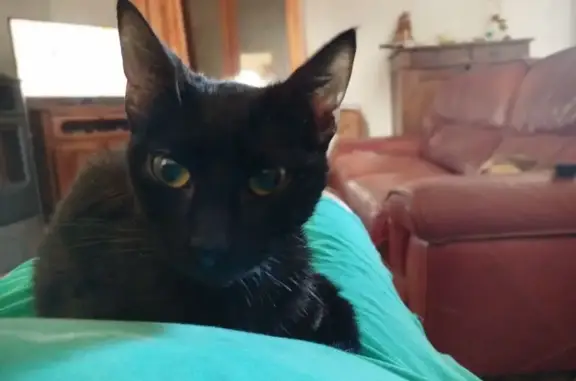 Animaux trouvés Saint-Sever, photo: Jeune chatte noire trouvée à Saint-Sever