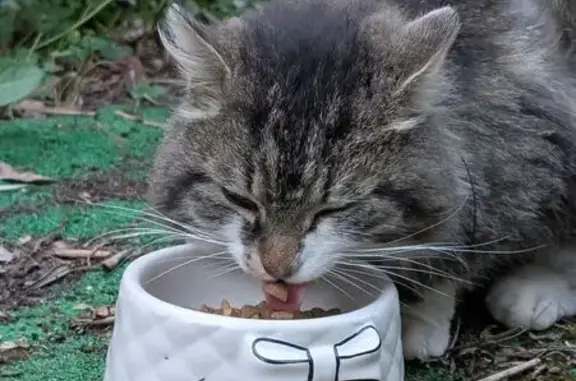 Chat blessé trouvé avec collier à Nantes - photo