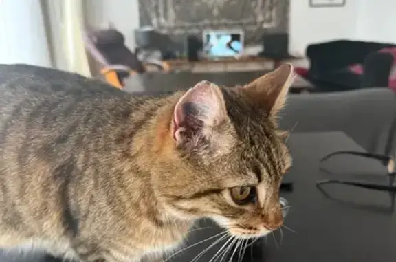 Animaux trouvés Caen, photo: Chat recueilli au lycée Malherbe, Caen