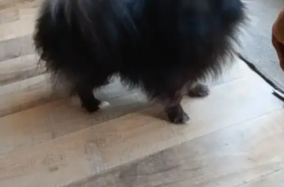 Chien trouvé Boissise-le-Roi, photo: Chien trouvé en sécurité à Boissise-le-Roi