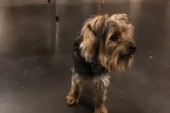 Chien trouvé Loriol-sur-Drôme, photo: Yorkshire trouvé avec collier rue des Bastides
