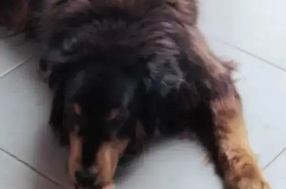 Chienne croisée disparue, Perpignan - photo