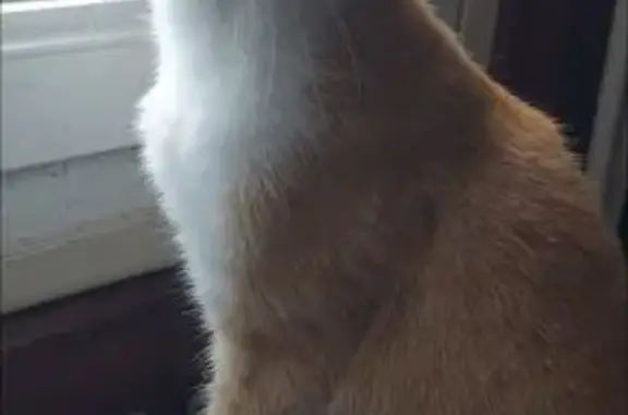 Chat perdu, Montréjeau, photo: Ginger, chatte européenne disparue à Montréjeau