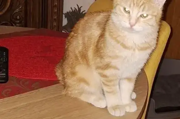 Chatte 10 mois perdue à Montenay - photo