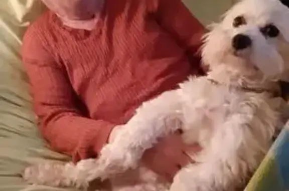 Perros perdidos, , foto: Perro Perdido en Siero: ¡Ayuda a Encontrar a Shiva!