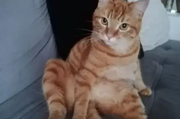 Animaux perdus Quimper, photo: Chat roux 1 an perdu, Vieille Route Quimper