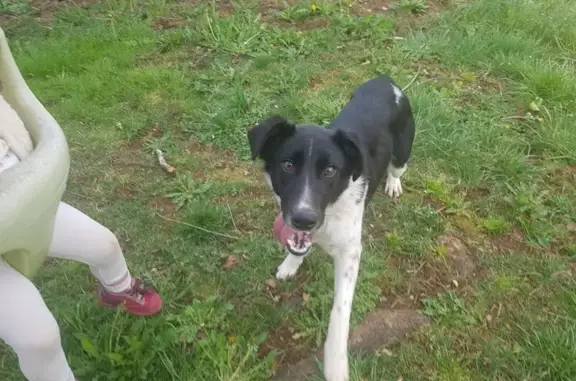 Animaux trouvés , photo: Jeune Border Collie trouvée à Foissac