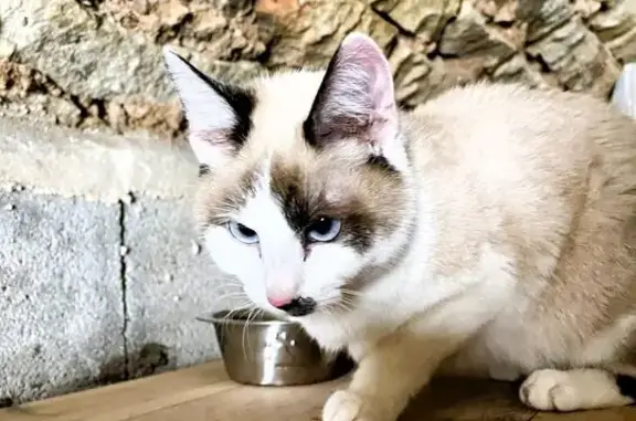 Animaux trouvés , photo: Jeune Chatte Trouvée à Trémonzey